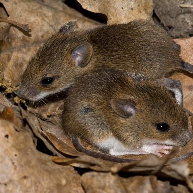 Уничтожения мышей в частном доме в Сумые?