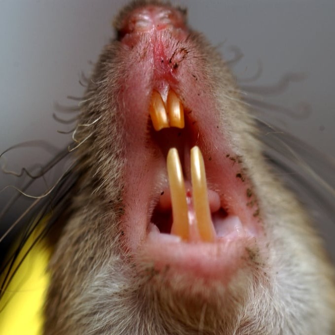 Дератизация крыс в Сумые?